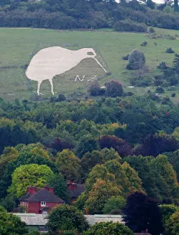 Trending: Chalk Kiwi on Beacon Hill above Bulford Wiltshire Kiwi was constructed to commemorate