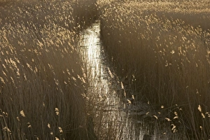 Reedbed Prints: Channel through Reedbed Norfolk spring