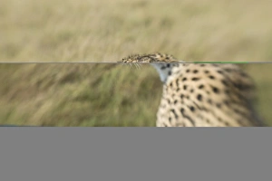 East Africa Prints: Cheetah Acionyx jubatus Masai Mara Kenya