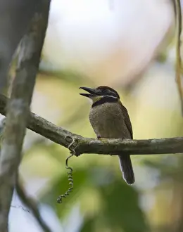 Neotropical Prints: Chestnut-capped Puffbird Bucco macrodactylus macrodactylus Tambopata Peru