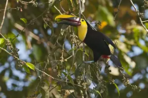 La Selva Prints: Chestnut-mandibled Toucan Ramphastos swainsonii La Selva Costa Rica