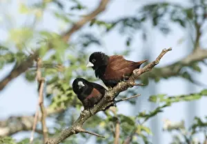 Palawan Prints: Chestnut Munia (Black-headed Munia) Lonochura malacca Palawan Philippines