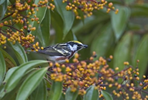 Chestnut-sided Warbler Dendroica pensylvanica male La Selva Costa Rica Chestnut-sided Warbler Dendroica pensylvanica male La Selva Costa Rica