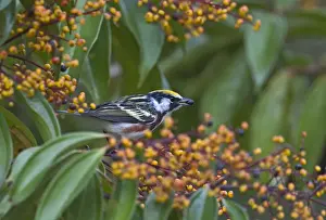 La Selva Prints: Chestnut-sided Warbler Dendroica pensylvanica male La Selva Costa Rica