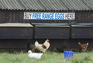 Cockerel Prints: Chickens - and ducks on free range egg farm Cornwall