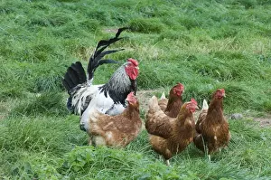 Cockerel Prints: Chickens - Light Sussex cockerel and hens on free range egg farm Cornwall