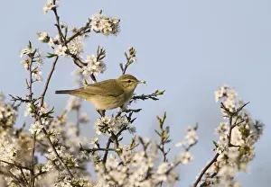 Chiffchaff Prints: Chiffchaff Phylloscopus collybita among flowering Blackthorn April Norfolk