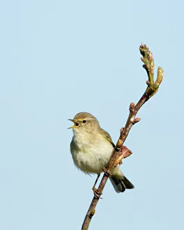 Chiffchaff Phylloscopus collybita in song Cley Norfolk April Chiffchaff Phylloscopus collybita in song Cley Norfolk April
