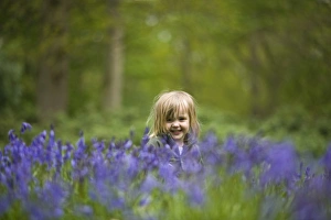 Child playing among Bluebells Norfolk May