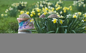 Children Prints: Children on Easter egg hunt among daffodils at Easter UK