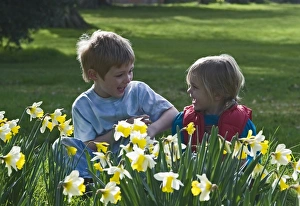 Children playing among daffodils in spring Norfolk UK