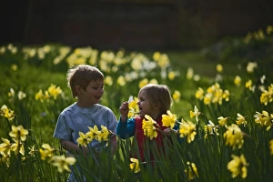 Children playing among daffodils in spring Norfolk UK