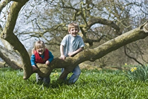 Wildlife Prints: Children playing among daffodils in spring Norfolk UK