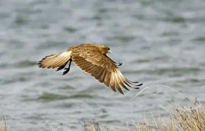 Raptor Prints: Chimango Caracara Milvago chimango Tierra del Fuego Argentina November