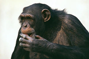 Monkey Prints: Chimpanzee, old individual in zoo