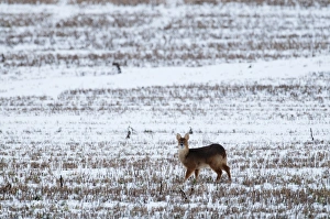chinese water deer deer hydropotes inermis norfolk chinese water deer deer hydropotes inermis norfolk