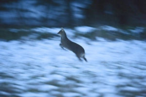 Deer Prints: chinese water deer deer hydropotes inermis mammal