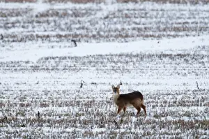 Deer Prints: chinese water deer deer hydropotes inermis norfolk