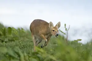 Deer Prints: Chinese Water Deer Hydropotes intermis Cley Norfolk April