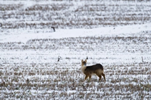 Chinese Water Deer on snow covered stubblle field Yare Valley Norfolk winter Chinese Water Deer on snow covered stubblle field Yare Valley Norfolk winter