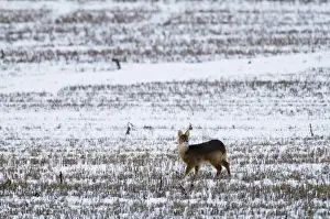 Deer Prints: Chinese Water Deer on snow covered stubblle field Yare Valley Norfolk winter