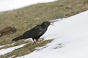 Calling Prints: Chough Pyrrhocorax pyrrhocorax calling N Wales winter