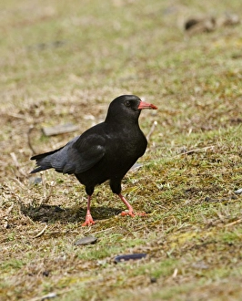 Chough Pyrrhocorax pyrrhocorax N Wales winter