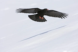 Chough Pyrrhocorax pyrrhocorax N Wales winter