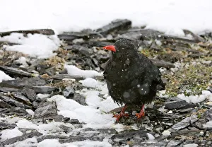 Chough Pyrrhocorax pyrrhocorax N Wales winter