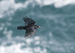 Chough Pyrrhocorax pyrrhocorax Ramsay Island Pembrokeshire July Chough Pyrrhocorax pyrrhocorax Ramsay Island Pembrokeshire July
