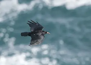Crow Prints: Chough Pyrrhocorax pyrrhocorax Ramsay Island Pembrokeshire July