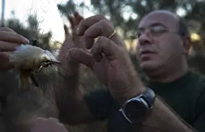Birds And People Prints: Christakis an officer from the British Sovereign Base Police at Dekeleia Cyprus extracting