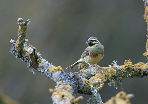 Bunting Prints: Cirl Bunting male Spain spring