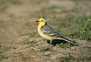 Citrine Wagtail Motacilla citreola male migrant Lesbos Greece April Citrine Wagtail Motacilla citreola male migrant Lesbos Greece April