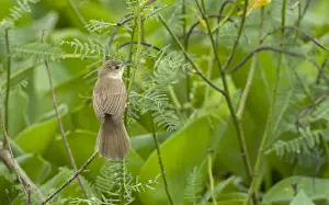 Clamorous Reed Warbler Acrocephalus stentoreus Candaba Marsh Luzon Philippines