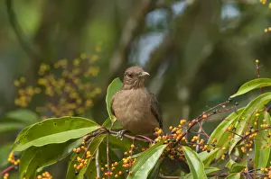 Central America Prints: Clay-colored Robin Turdus grayi Savegre Costa Rica