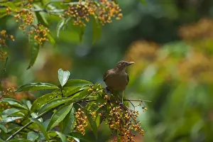 La Selva Prints: Clay-coloured Robin Turdus grayi La Selva Costa Rica