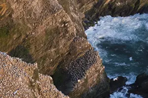 Landscape Prints: Cliffs and Gannet colony at Hermaness NNR Unst Shetland summer