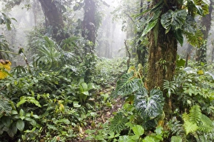 Rainforest Prints: Cloud Forest at Altos del Maria Panama