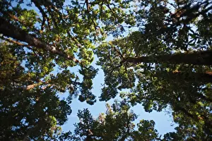 Trees Prints: Cloud Forest where Resplendent Quetzels nesting at Savegre Costa Rica