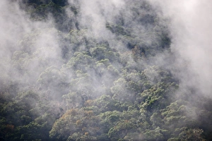 Rainforest Prints: Cloud Forest at Savegre Costa Rica
