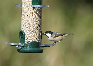 Garden Prints: Coal Tit at garden feeder
