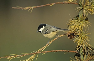 Garden Bird Prints: Coal Tit on Larch in garden UK winter