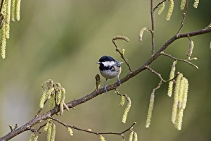 Garden Bird Prints: Coal Tit Norfolk spring