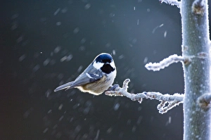Coal Tit Parus ater in frost Scotland winter