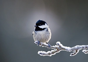 Winter Prints: Coal Tit Parus ater in frost Scotland winter