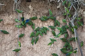 Neotropical Prints: Cobalt-winged Parakeet Brotogeris cyanoptera at river bank clay lick Tambopta Amazon Peru