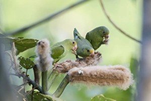 Cobalt-winged Parakeets Brotogeris cyanoptera feeding on seeds Tambopata Peru