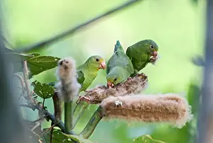 Neotropical Prints: Cobalt-winged Parakeets Brotogeris cyanoptera feeding on seeds Tambopata Peru