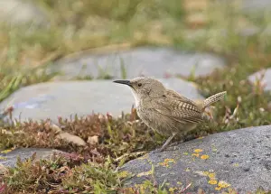 Falklands Prints: Cobbs Wren Troglodytes cobbi Sea Lion Island Falklands November